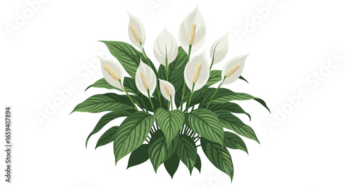 Elegant peace lily botanical illustration featuring pristine white blooms and lush green foliage offering a touch of serenity and natural beauty
