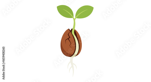 Illustrative embryonic plant sprouting from a seed signifying growth and the beginnings of new life and potential symbolic of hope and cultivation