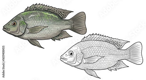 Nile Tilapia Dual View Coloring Page with Two Artistic Variants for Students and Artists