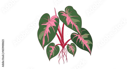 Stylized philodendron plant illustration featuring vibrant pink variegation on deep green leaves showcasing botanical details in a decorative manner