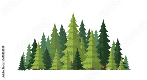 Dense evergreen forest illustration featuring a variety of stylized conifer trees isolated against a clean white backdrop expressing serene forest