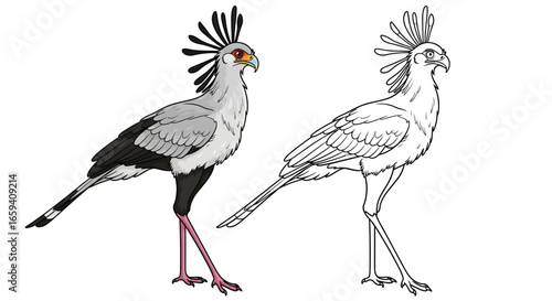 Secretary Bird Dual Format Coloring Page with Detailed Outline and Full Color Reference