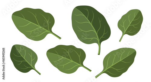 Spinach leaf arrangement illustrating a fresh, organic aesthetic for healthy eating promotions and vegetarian recipes focusing on vibrant green