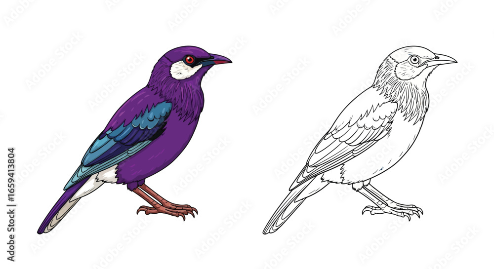 Obraz premium Violet Backed Starling Coloring Page with Two Artistic Variants for Students and Artists
