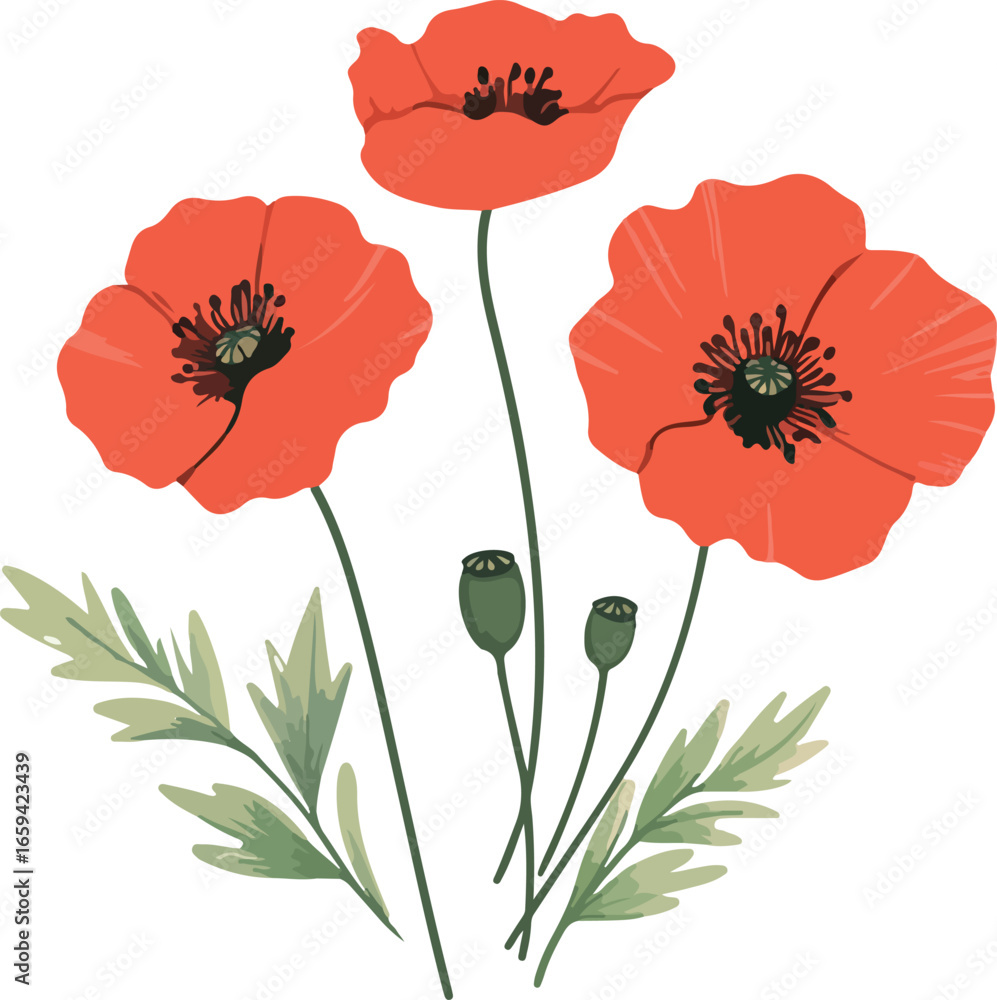 Obraz premium Vibrant red poppies bloom with green leaves and buds on a white background