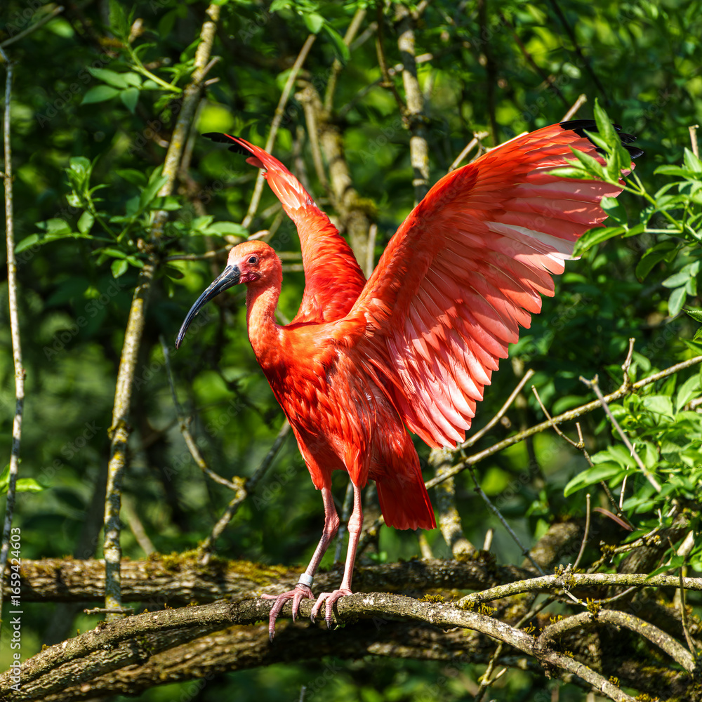 Naklejka premium The Scarlet ibis, Eudocimus ruber is a species of ibis in the bird family Threskiornithidae.