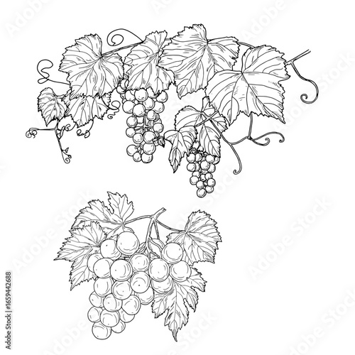 Leaves, twigs and bunches of grapes, black and white sketch. Vector illustration. Grape sweet fruits, a set of silhouettes isolated on a white background. Theme of gardening, summer and autumn harvest