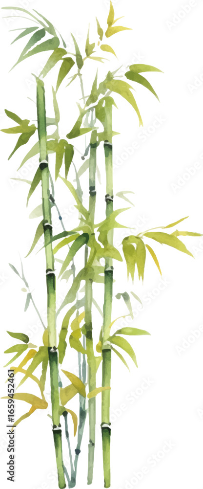 Obraz premium Vector watercolor painted bamboo. Hand drawn flower design elements isolated on white background.