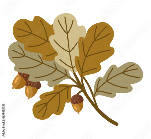Fall design element depicting isolated autumn oak branch with acorns on white. Vector flat illustration