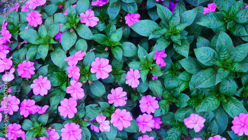 Tropical flowers bloom vibrantly, showcasing exotic colors, unique shapes, and thriving in warm climates.