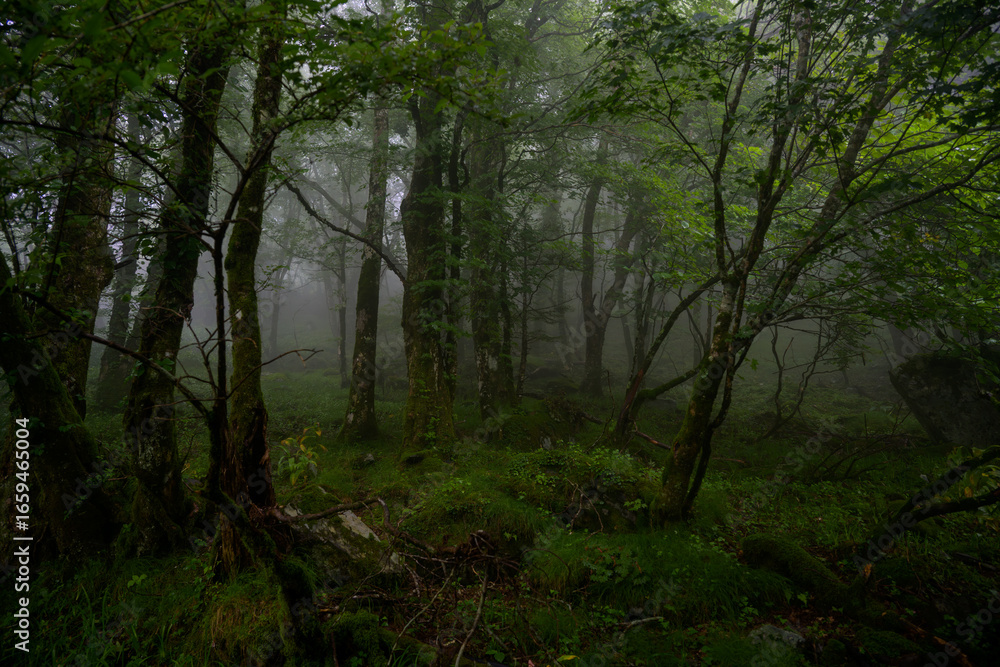 Obraz premium 霧が立ち込める静かな森林風景