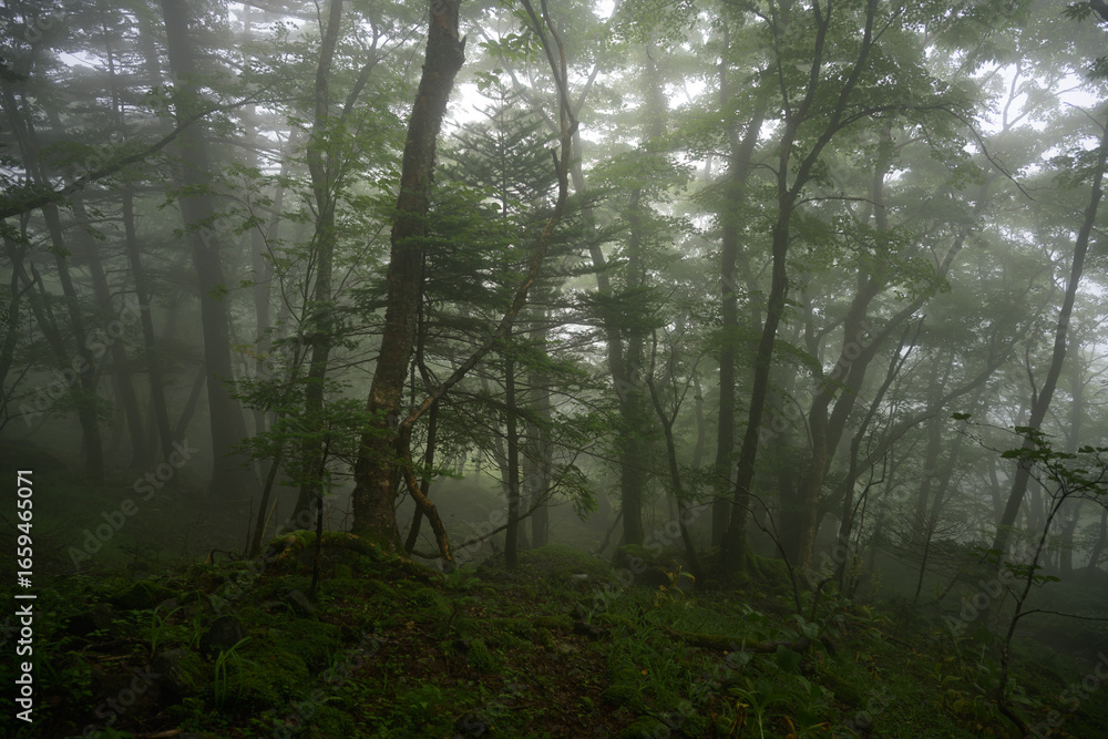 Fototapeta premium 霧が立ち込める静かな森林風景