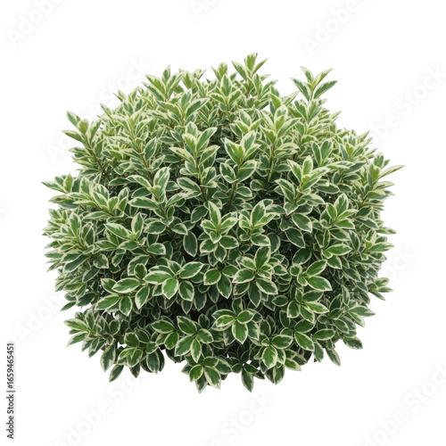 Variegated evergreen shrub full view isolated detailed foliage transparent background