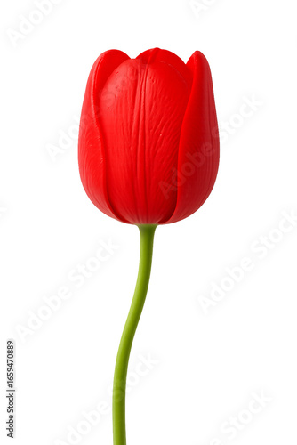 Tulib Isolated on Transparent Background, isolated on a transparent background. Perfect for digital design,  romantic themes, floral decoration, and stock photography use.