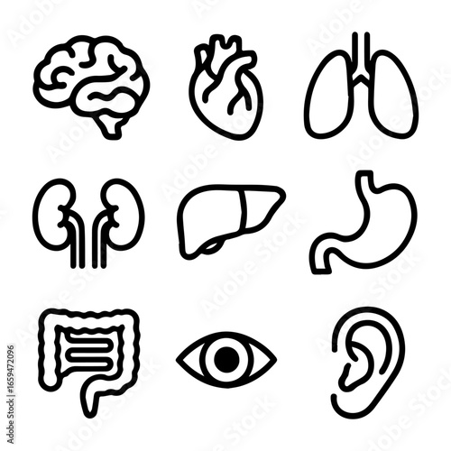 Simplified Line Art Illustrations of Human Internal Organs for Medical Education.