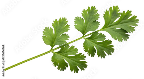 Tableau sur toile Isolated cilantro leaves