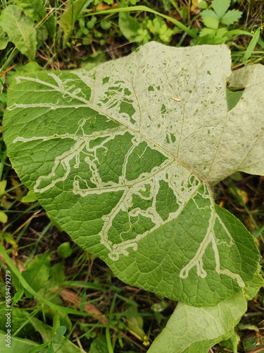  damaged large green leaf with visible winding tunnels caused by leaf miners lying on forest floor surrounded by lush vegetation ideal for agriculture and pest control industries  plant health