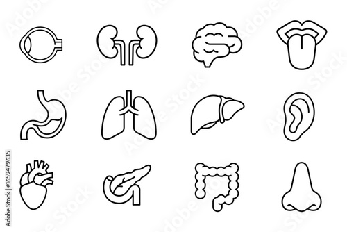 Human organ icon set on white background. Symbol of brain, heart, lungs, liver, kidney, ear, mouth, intestines, pancreas, eye, nose, and stomach. Human organ outline editable vector stock