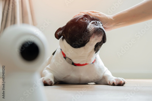 Fototapeta A beloved dog owner's hand is stroking her dog's head, nearby a CCTV camera at home