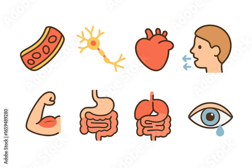Body Processes Icons. Flat vector mini-illustrations currents in human body in colors children's illustrations: blood flow, nerve