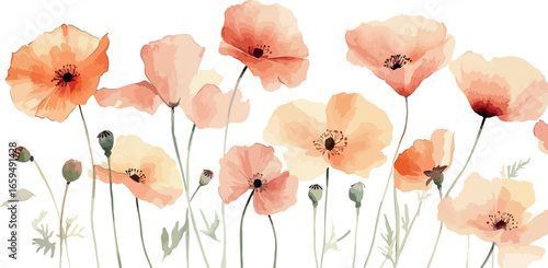 Delicate watercolor painting of soft peach and coral poppies blooming in a field against a white background
