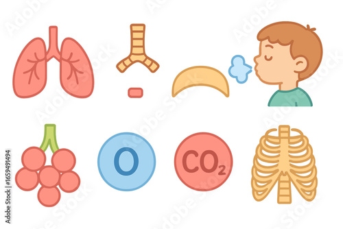 Children's Breathing Anatomy. Flat vector mini-illustrations breathing anatomy in colors children's illustrations: lungs, trachea,