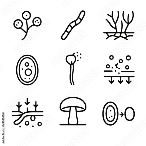 Mold Biology Icons. Outline icon set of mold biology: fungal spore, hyphae, mycelium, cell structure, reproduction, enzyme