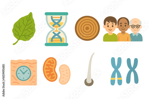 Aging Icons for Kids. Flat vector mini-illustrations Aging process in colors children's illustrations: