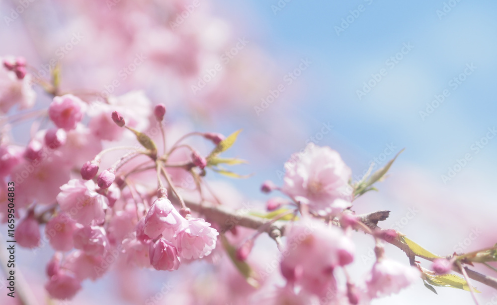 桜と空の背景イメージ、枝垂桜 桜と空の背景イメージ、枝垂桜