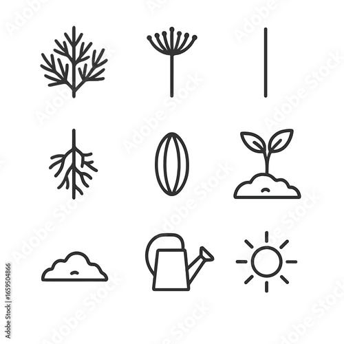 Dill Plant Icon Set. Outline icon set of dill plant anatomy: leaves cluster, flowering dill, stem, roots, seeds, sprout, soil,