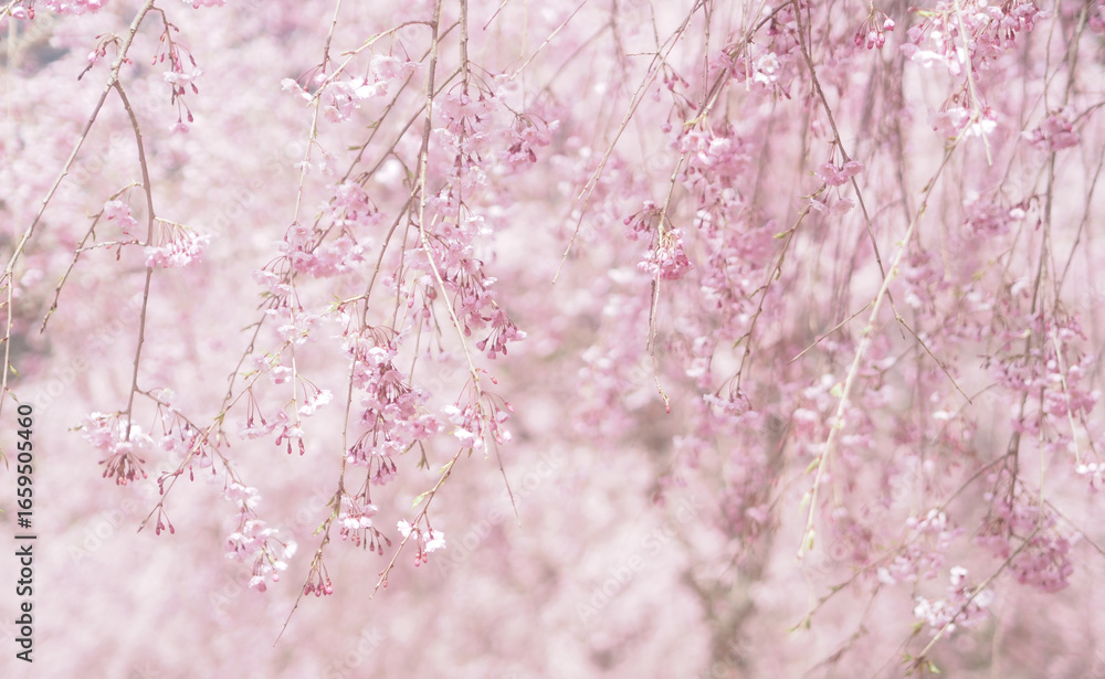 Naklejka premium 桜と空の背景イメージ、枝垂桜