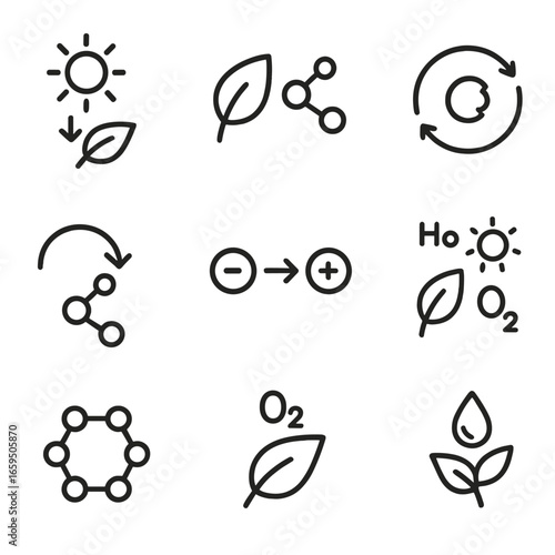 Photosynthesis Icon Set. Outline icon set of photosynthesis processes: light reaction, dark reaction, Calvin cycle, carbon