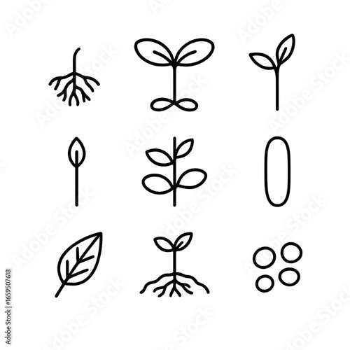 Seedling Anatomy Icons. Outline icon set of seedling anatomy: root hairs, stem, cotyledons, true leaves, meristem, vascular tissue
