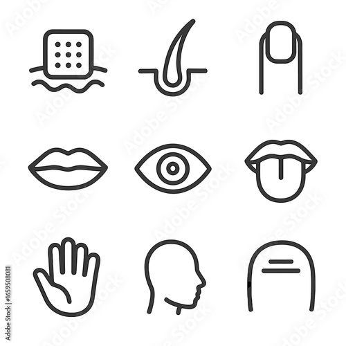 Smooth Body Icons. Outline icon set of smooth body parts: skin patch, hair strand, fingernail, lip contour, eye iris, tongue, palm
