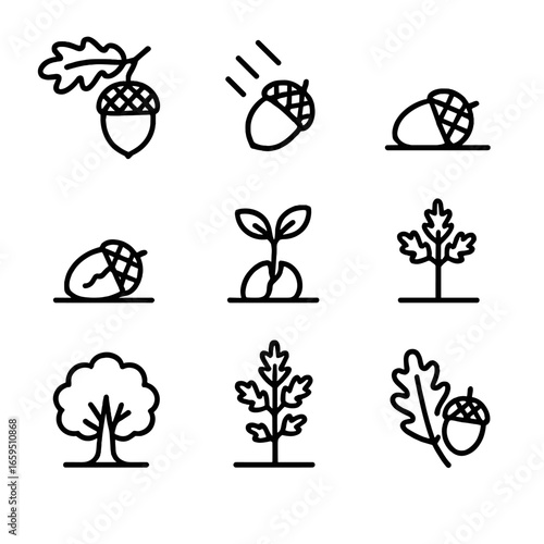 Acorn Growth Icons. Outline icon set of acorn growth stages: acorn on tree, acorn falling, acorn on ground, cracked acorn,
