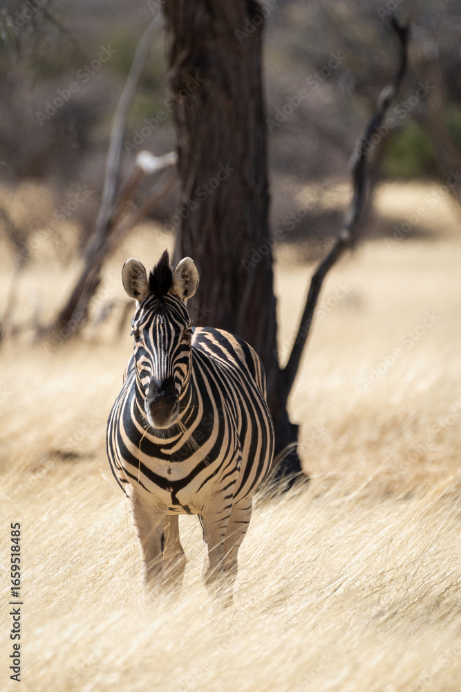 Fototapeta premium Zèbre dans une réserve animalière en Namibie