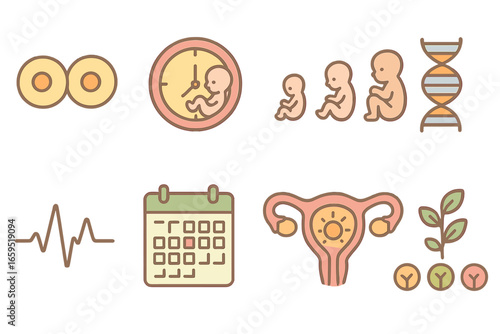 Embryo Growth Icons. Flat vector mini-illustrations Biological time in embryos in colors children's
