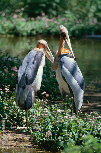 Valokuva greater adjutant stork on a branch