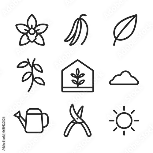 Vanilla Plant Icon Set. Outline icon set of vanilla plants and growth: vanilla orchid flower, vanilla bean pod, vanilla vine leaf,