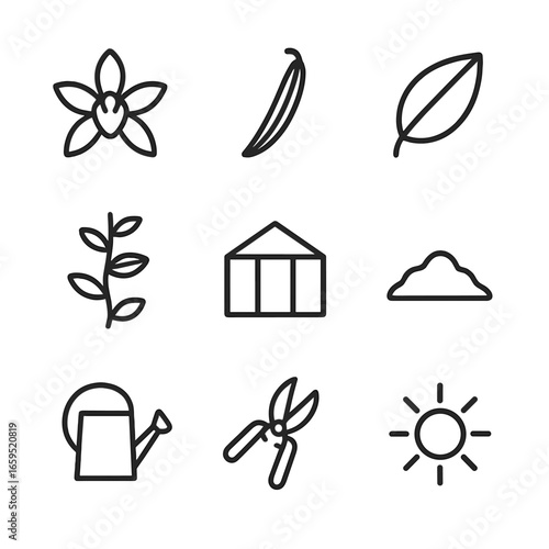 Vanilla Plant Icon Set. Outline icon set of vanilla plants and growth: vanilla orchid flower, vanilla bean pod, vanilla vine leaf,