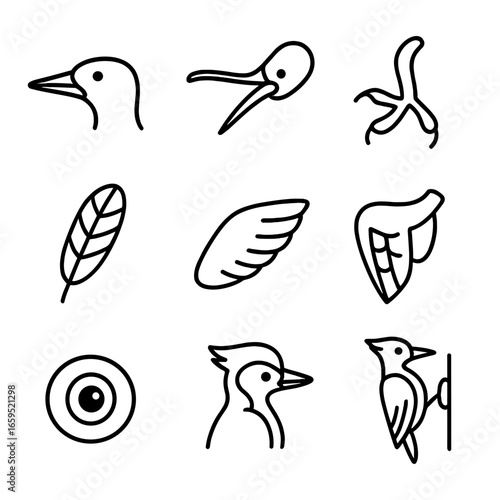 Woodpecker Anatomy Icons. Outline icon set of woodpecker anatomy details: beak shape, tongue, claw grip, feather pattern, wing