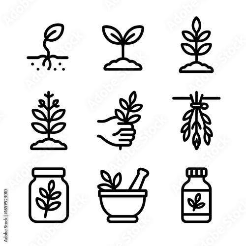 Herbal Plant Lifecycle Icons. Outline icon set of herbal plant lifecycle: seed sprouting, seedling, herb plant, flowering herb,