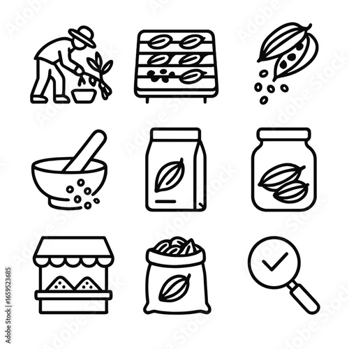 Cardamom Processing Icons. Outline icon set of cardamom processing: harvesting, drying pods, seed extraction, grinding seeds,