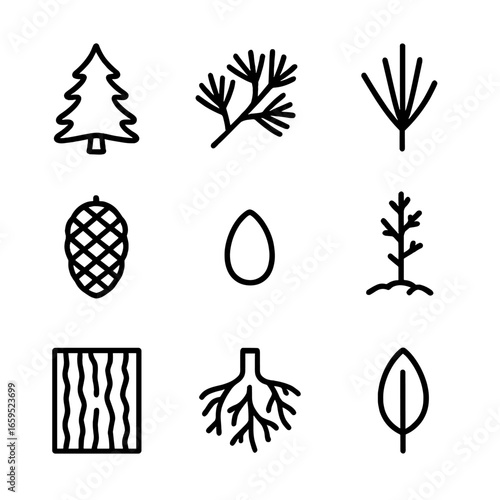 Cedar Outline Icons. Outline icon set of cedar: cedar tree silhouette, cedar branch, cedar needle cluster, cedar cone, cedar seed,
