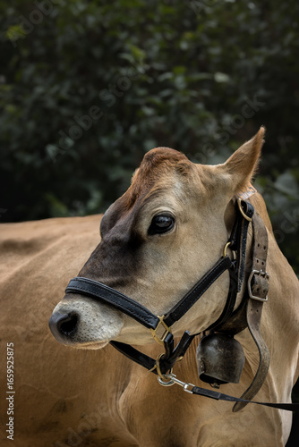 Portrait d'une vache Jersiaise