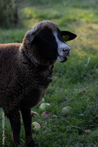 Mouton noir qui ouvre la bouche 