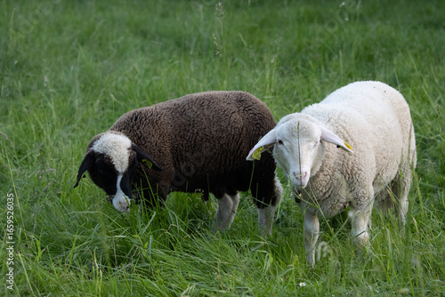 Deux moutons dans un parc 