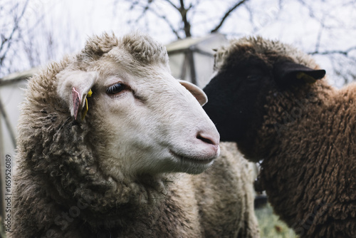 Mouton blanc et mouton noir
