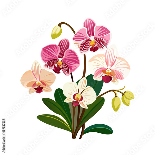 pink orchid on white background