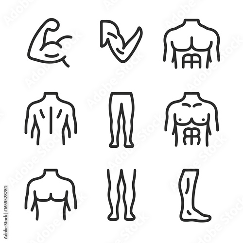 Muscle Group Icons. Outline icon set of muscle groups: biceps, triceps, chest, back, legs, abs, shoulders, calves, forearms. Line